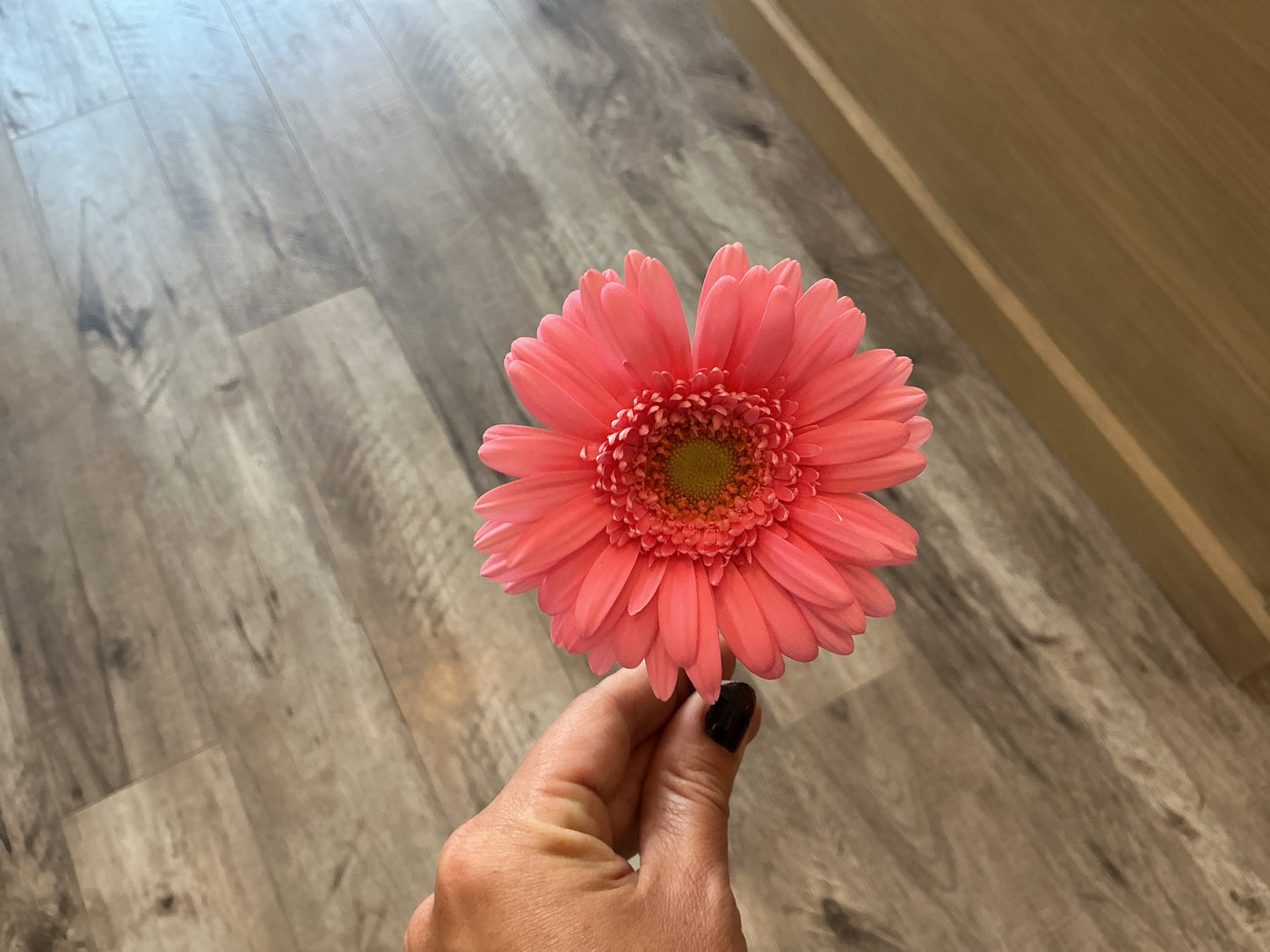 Gerbera Stem