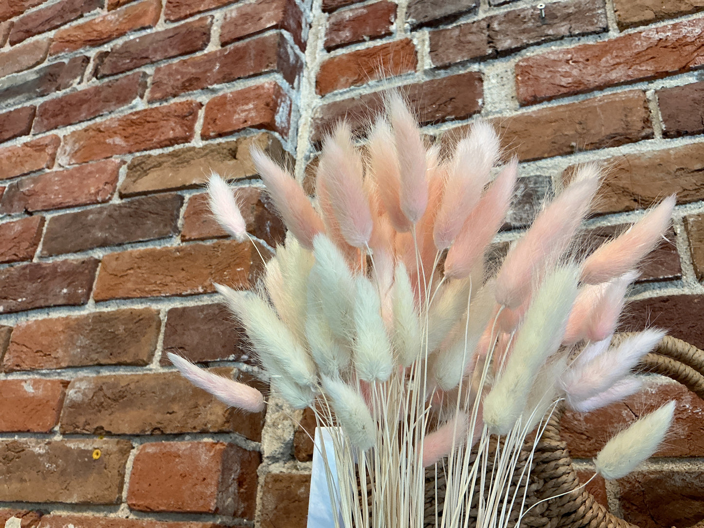 Bunny tail