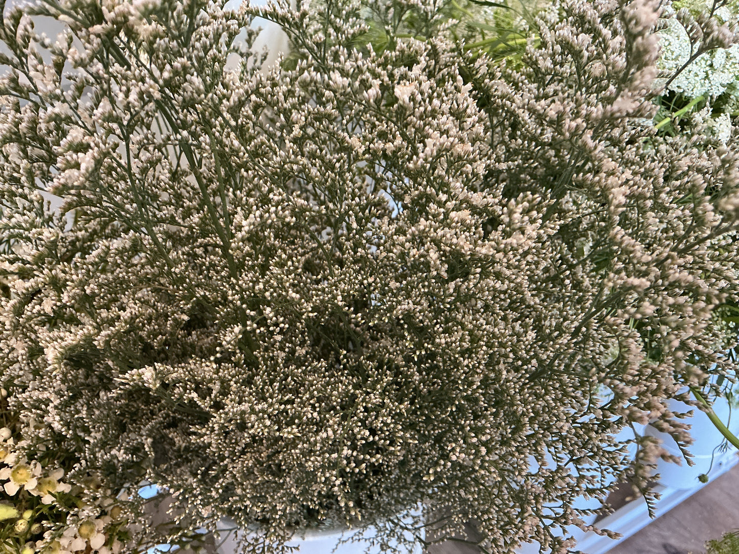 Limonium Stem