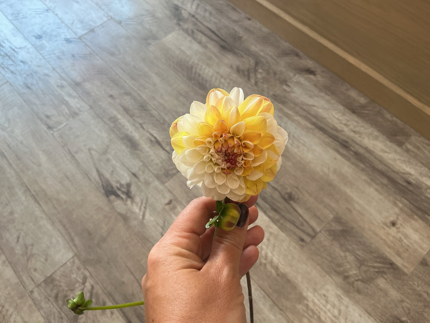 Dahlia