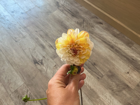 Dahlia