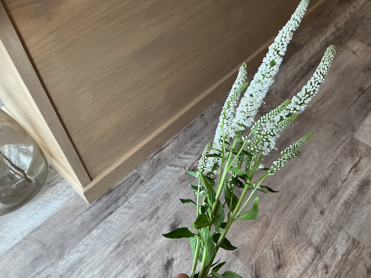 Veronica Stem