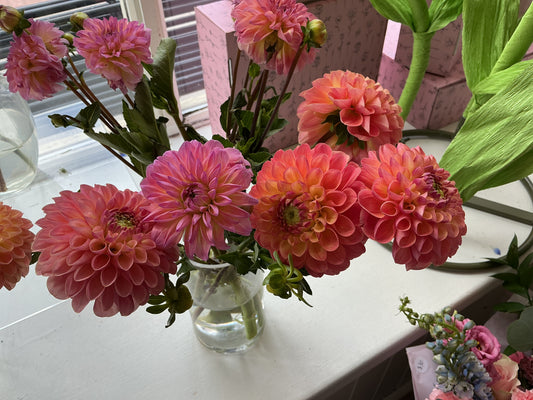 Dahlia Stem