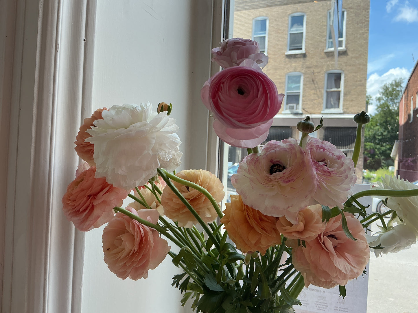 Ranunculus Stem