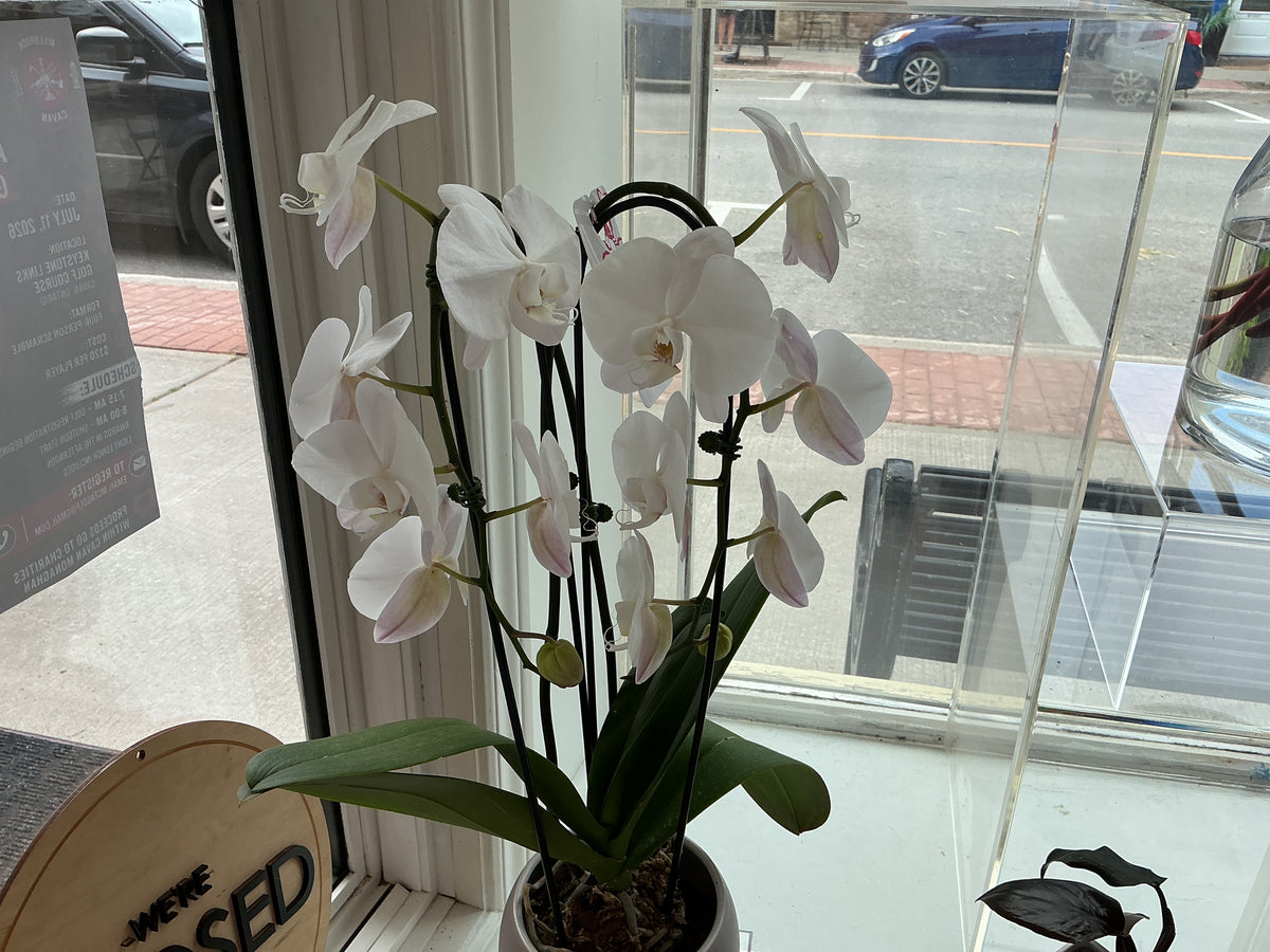 Orchid