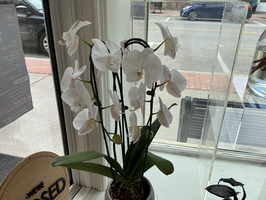 Orchid