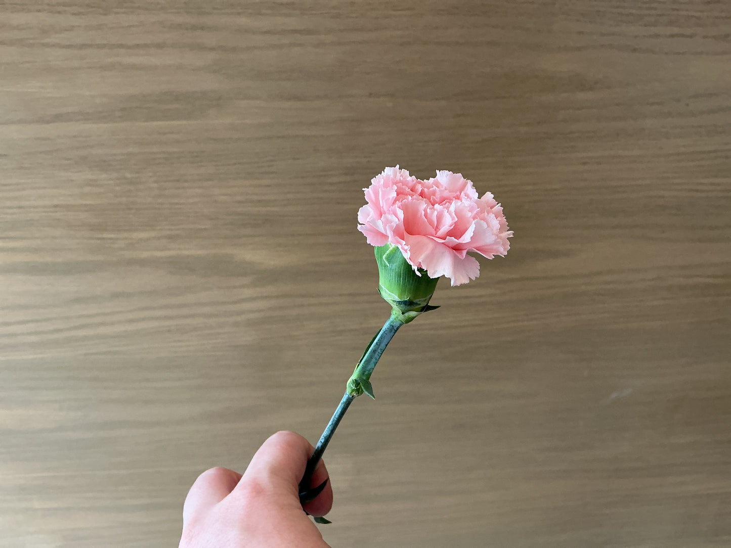 Carnation Stem