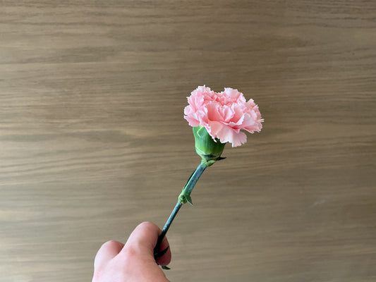 Carnation Stem