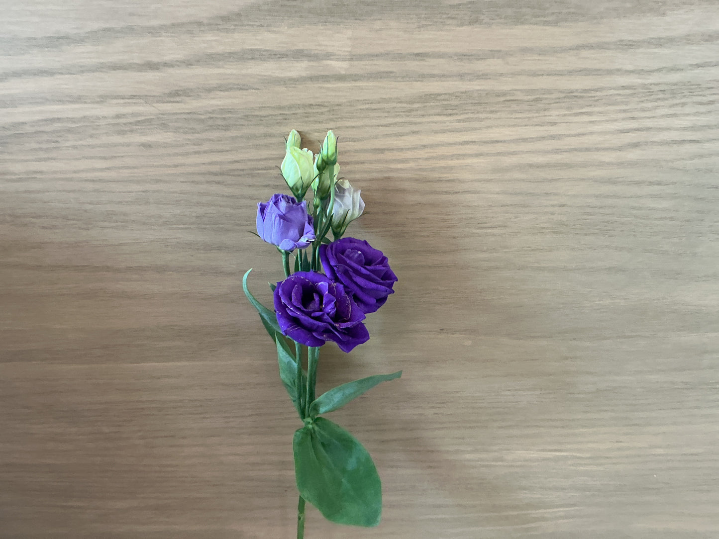Lisianthus Stem