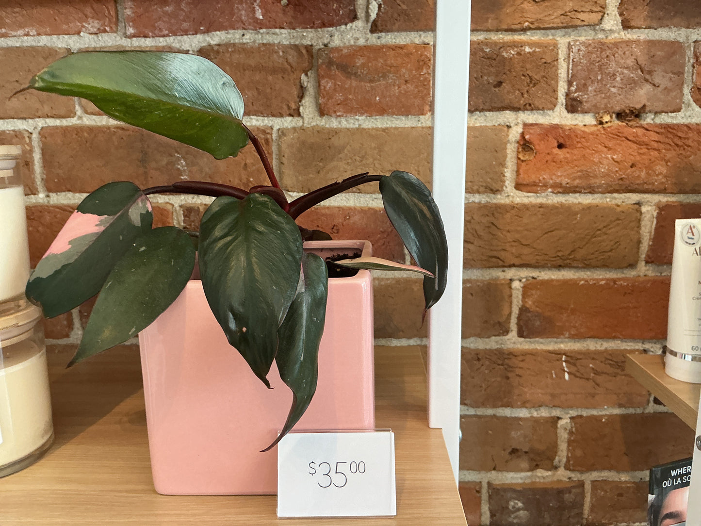 Plant - Philodendron Pink Princess