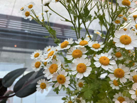 Chamomile Stem
