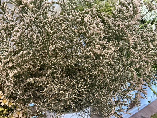 Limonium Stem