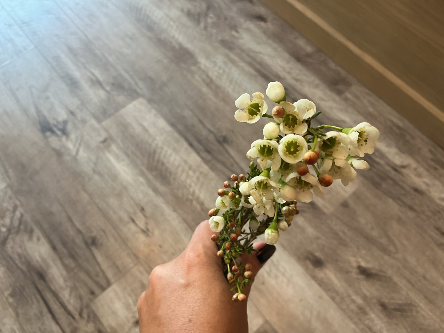 Wax Flower Stem