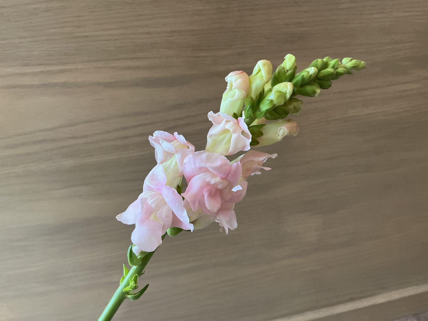 Snap Dragon Stem