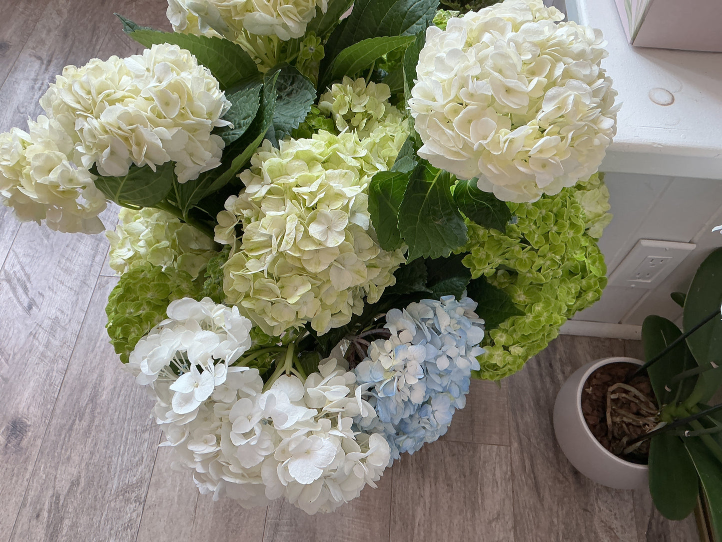 Hydrangea Stem