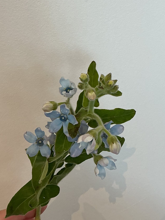 Tweedia Stem