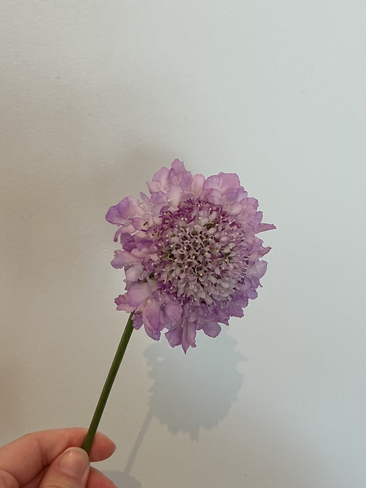 Scabiosa Stem