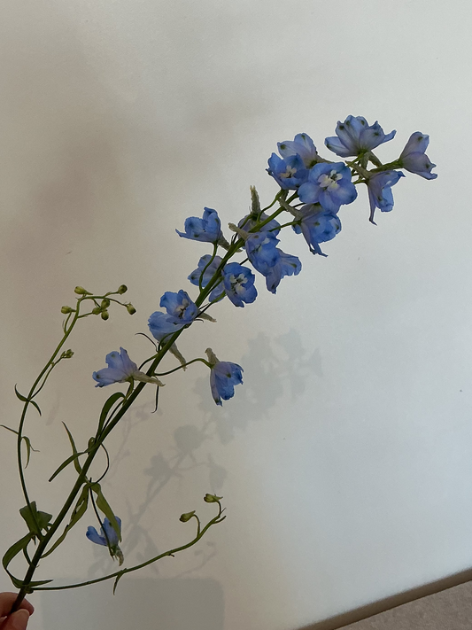 Delphinium Stem
